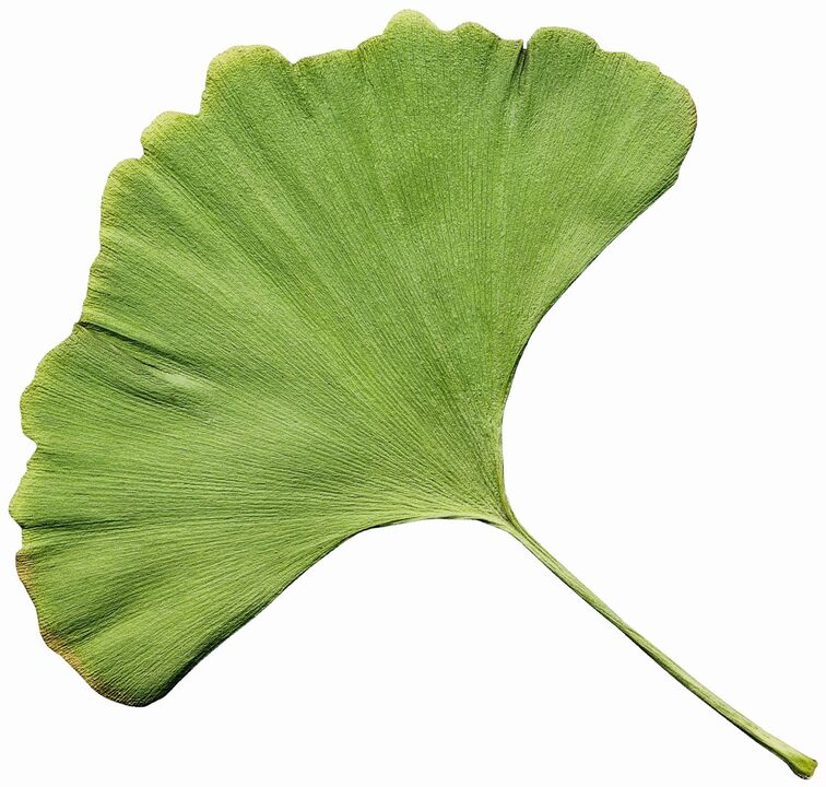gingko biloba diabeedi jaoks Insuvitis